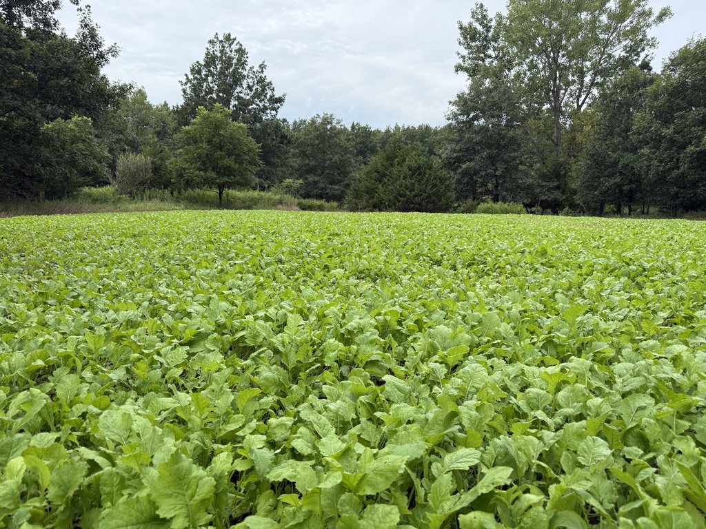 Prime 1/2 Acre