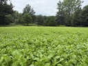 Prime 1/2 Acre